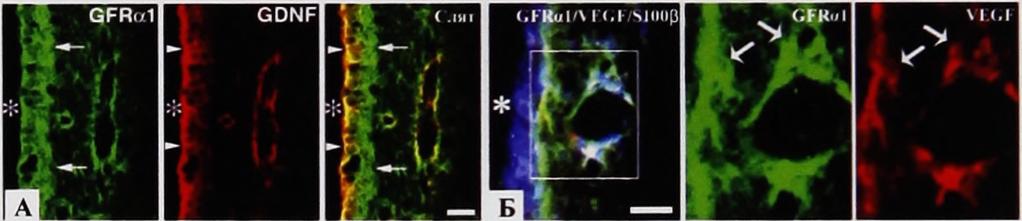 (Б) Тройно оцветяване за GFRal (зелен канап), VEGF (червен канап) и SIOOp (син канап) в SVZa. Субепендимна и перивасуларна двойно позитивни клетки са показани със стрелки.