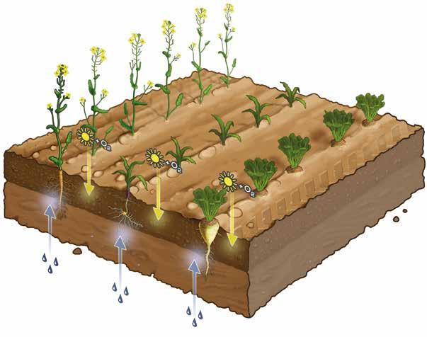 Четирите реда gamma tines в отрицателен ъгъл безопасно разхлабват, аерират и предпазват почвата, без да изместват мокрите частици на повърхността, като запазват есенната влага.