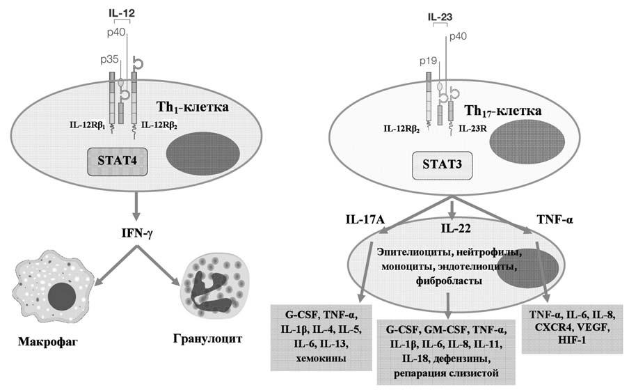 возбуждение TLR4 LPS грамотрицательных бактерий. Установлено, что секреция IL-23 макрофагами, моноцитами и дендритными клетками начинается через несколько часов после воздействия PAMP патогенов.