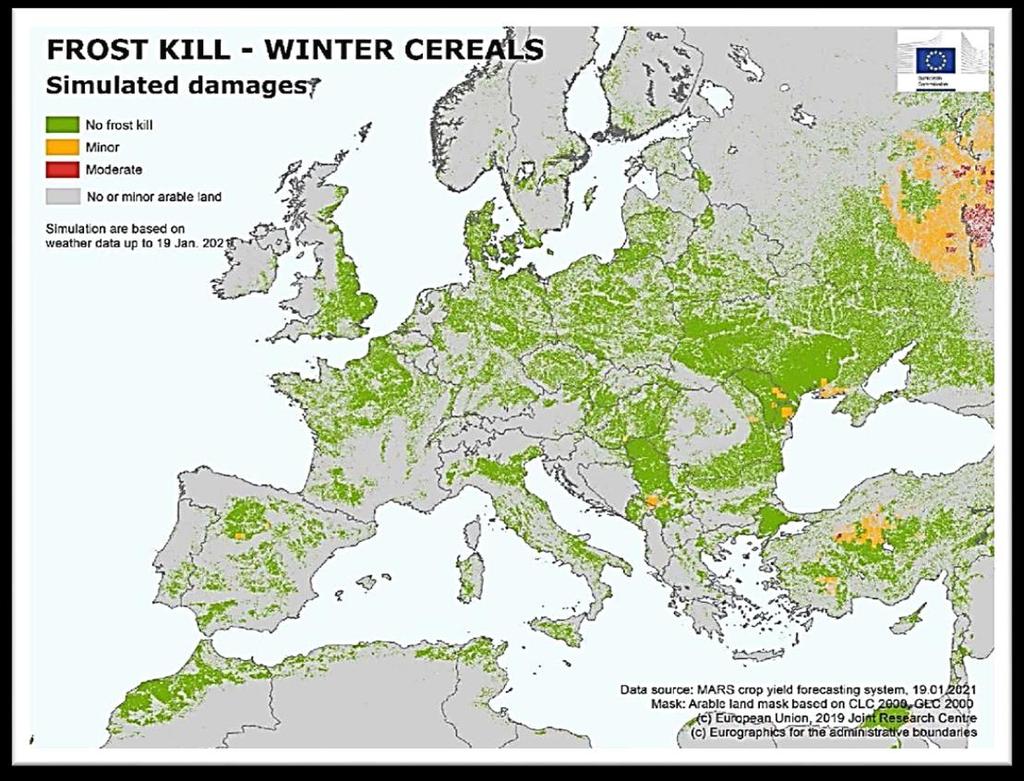 Разпределение на загиналите от ниски температури зимни житни в