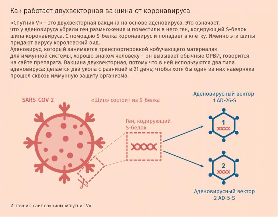 Векторите се използват за «транспортиране» в клетка на генетичен материал от друг вирус, срещу който се прави ваксината,.