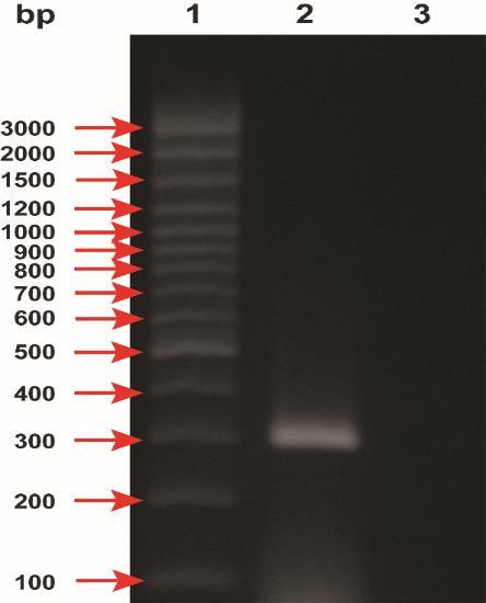 на 2 187 107 нуклеотидна позиция. Получените ДНК амплифицирани проби са преципитирани (съгласно т.4.2.3 в дисертационния труд) и нанесени на агарозен гел за гелова електрофореза.