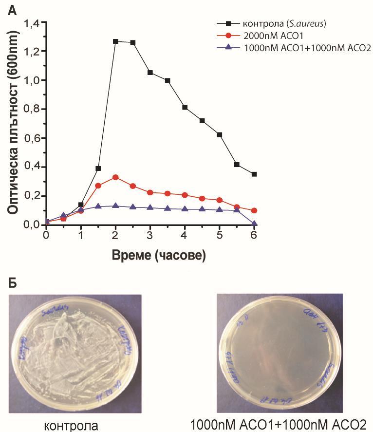 Фиг. 11. Инхибиране на бактериален растеж на S. aureus чрез комбинирано третиране с АСО1 и АСО2. (A) Пълно инхибиране на бактериален растеж на S.