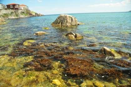 ( по Бг крайбрежие) Средообразуващи организми - подводните гори на нашето Черноморие - високо