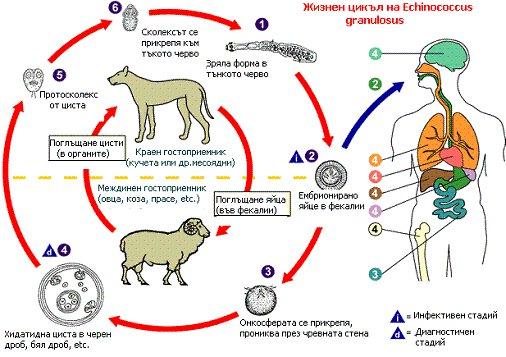 Списание за наука Ново знание 10-1 (2021) През жизнения си цикъл ехинокока сменя два гостоприемника краен (куче, вълци, чакали, лисица) и междинен (човек, овце, свине, кози, коне).