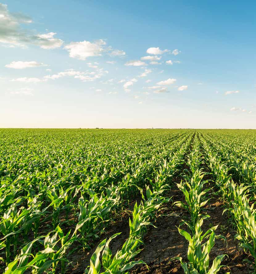 Тема на фокус Предимства на ранните хибриди царевица (ФАО 100-200) Днес ранната генетика при царевицата присъства във всички важни стопански и индустриални направления, като съвременната селекция
