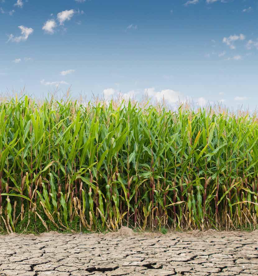 Платформата HYDRANEO помага производителите на царевица да адаптират технологията си към изменението на климата, като ограничават всички рискови фактори, за да подсигурят и оптимизират