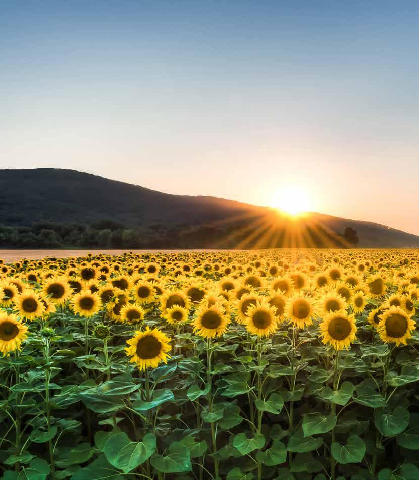 СЛЪНЧОГЛЕДОВИ ХИБРИДИ LG Sunflower field in sunny