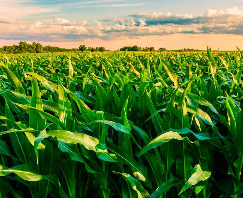 Търговски екип Лимагрейн Green cornfield ready for harvest, late afternoon light, sunset, Illinois ID: 168351414 By dszc istockphotocom Анита Гергова Търговски менджър за Северозападна и централна