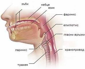 Гълтач (pharynx) I -Той е кух мускулест орган, в който се пресичат пътят на въздуха и пътят на храната.
