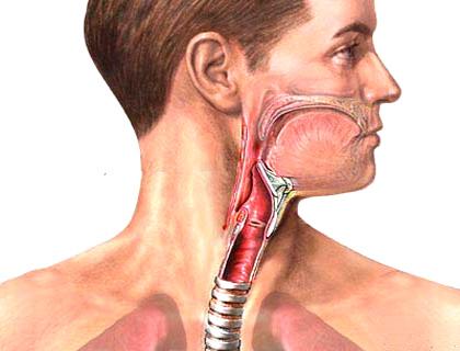 Гръклян - larynx Гръклянът - larynx, е не само въздухоносна тръба, но и гласов орган.