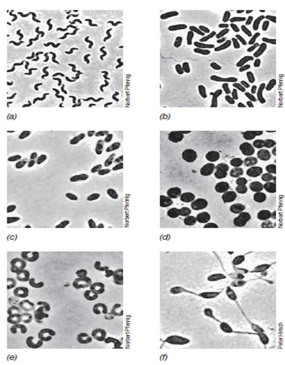 Пурпурни несерни бактерии Ключови родове: Rhodospirillum, Rhodoferax, Rhodobacter Метаболитно най-разнообразните МО - фотоавтотрофи (H 2, H 2 S, Fe 2+ ); СО 2 - фиксация по цикъла на