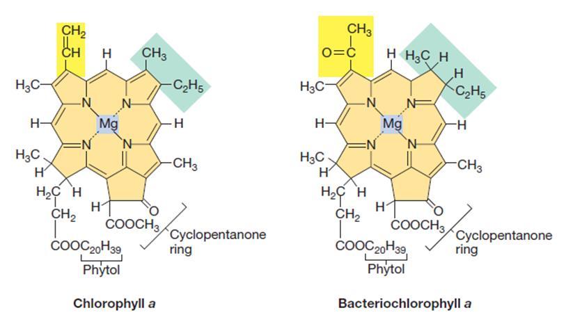 Хлорофил и бактериохлорофил Тетрапироли, подобни на цитохромите Съдържат Mg 2+ Специфични