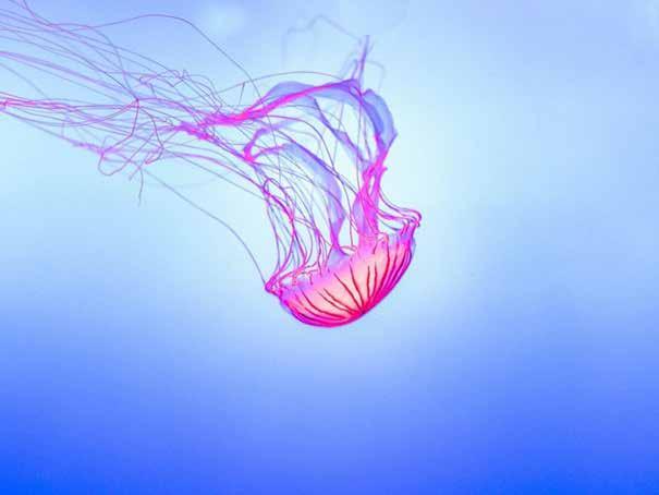 МЛА ДЕЖК А КУЛТУРА Чудесата сред живия свят Вечен живот Пръстови отпечатъци Безсмъртието е начин на живот за медузите от вида Turritopsis
