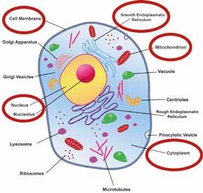 ФУНГИЦИДИ СЯРАТА ИНСТРУМЕНТ ЗА КОНТРОЛ НА РЕЗИСТЕНТНОСТТА Сярата действа чрез контакт и газова фаза Прониква през липидните мембрани в гъбните клетки и може да разруши клетъчната мембрана Действа