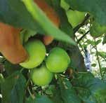 НАЧИН НА ДЕЙСТВИЕ Cydia pomonella GranuloVirus CpGV-M е естествено срещан, специализиран патоген при ларвите на ябълковия плодов червей и източен плодов червей, и напълно селективен спрямо останалите