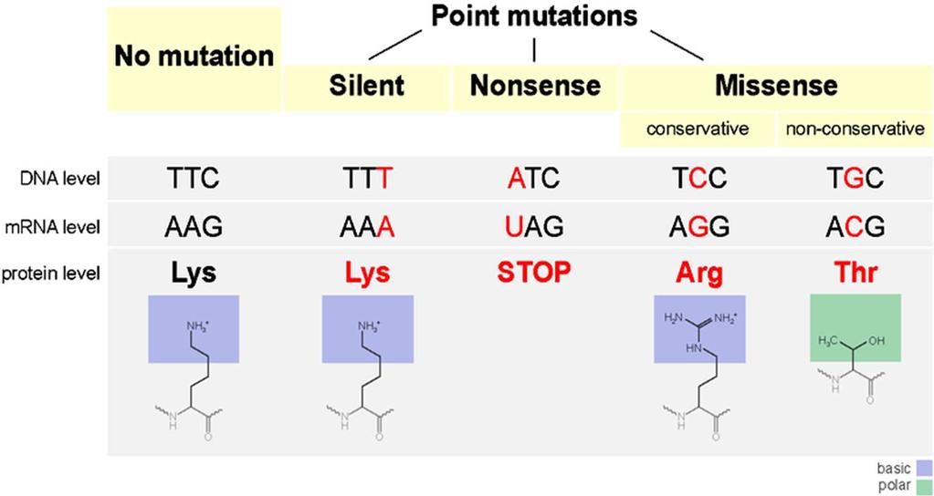 Субстистуциите могат да имат различен ефект Silent мутация : Има замяна на база в кодона, но той кодира същата аминокиселина. Няма последствия за белтъка.