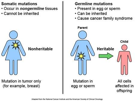 Соматични мутации и мутации в половите клетки Соматичните мутации засягат