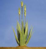 Продукти от Алое Вера :: Алое Вера - тихият лечител АЛОЕ ВЕРА Алое Вера е растение, което се отнася към семейството на лилии-кактусите (Liliaceae), към което се числи и чесънът.