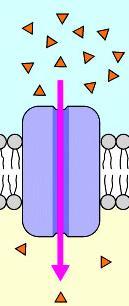 5. Универсални двумембранни клетъчни органели, съдържащи кръгова ДНК и рибозоми, са: А) митохондрии и хлоропласти Б) вакуоли и апарат на Голджи В) рибозоми и лизозоми Г) ядро и ядърце 6.