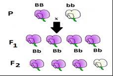 18. С коя ендокринна жлеза е свързан междинният мозък? А) щитовидна Б) хипофиза В) задстомашна Г) надбъбречна 19.