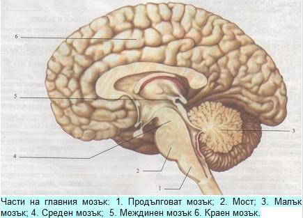 Главен мозък - cerebrum, i, n = gr. ENCEPHALON, i, n 1) truncus cerebri (encephali) - мозъчен ствол a. medulla oblongata - продълговат мозък b.