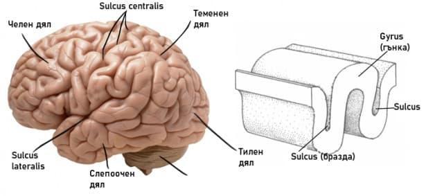 3. telenceplalon, i, n - краен мозък 1. hemisphaerium dextrum/sinistrum cerebri - д./л. полукълбо на гл. мозък 2.