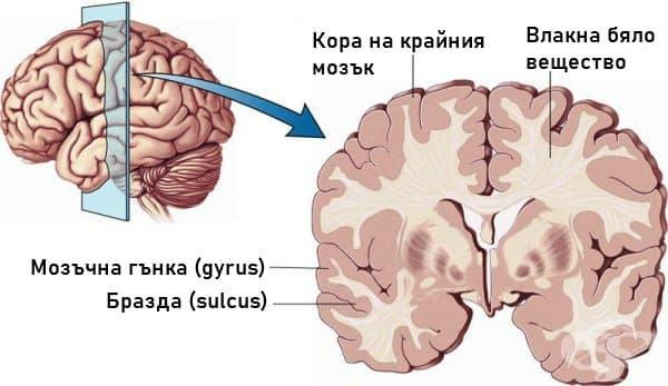 lobi - мозъчни дялове: l. temporalis, l. occipitalis, l. parietalis, l. frontalis, l. insularis, l. limbicus 6. corpus callosum - мазолесто тяло 7.