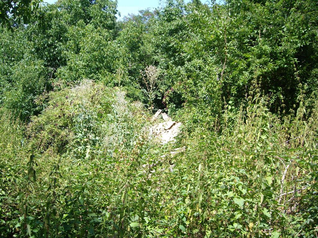 Self-restorating landscape in the depopulated village Kumanite. 81 не като краен резултат. Князева, 2006, с.
