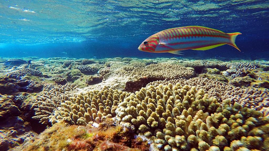 Цена за възрастен 117 BGN Цена за дете 59 BGN Гмуркане и шнорхелинг в красивите рифове на Червено Море в Национален парк Рас Мохамед Събиране сутрин и отпътуване.