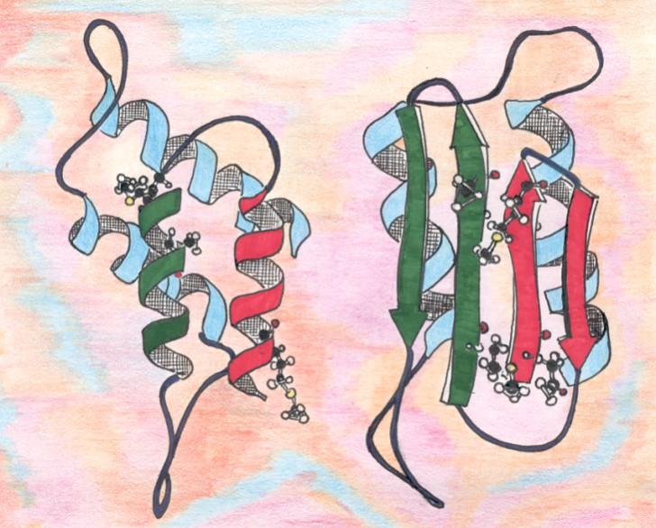 Нормалният и патогенният прионен протеин са продукт на един и същ ген, с еднаква първична структура