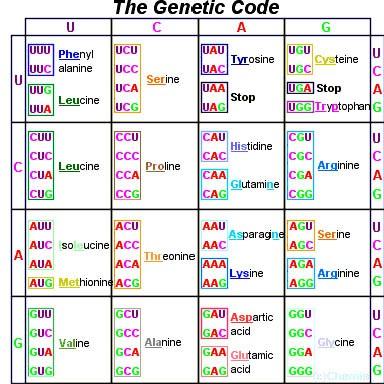 Характеристика на генетичния код 1. Четирибуквен 2. Триплетен 3.