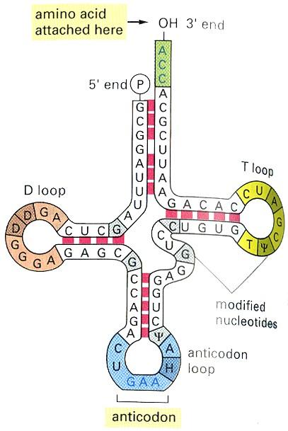 3. трнк-молекули с транспортна и адапторна функции. Вторичната трнк-структура е детелино-подобна, а третичната - Г-образна!