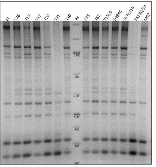 Транскрипционна активност на транспозона BARE-1 43,8% полиморфни локуси ISSR 35,7% полиморфни