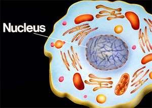 Клетъчно ядро 1. Клетъчно ядро - структура: ядрена обвивка хроматин, хромозоми ядърце ядрен матрикс (нуклеоплазма) 2.