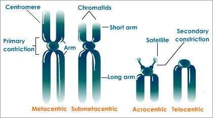 Устройство на хромозомите Строеж: рамена дълги и къси