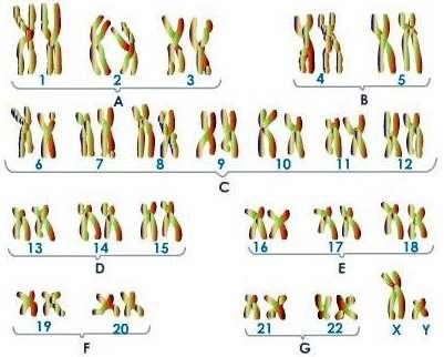 Човешки кариотип Цитогенетика хромозомни заболявания
