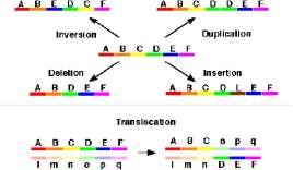 Хромозомни аномалии Всяка промяна в нормалната структура и броя на хромозомите Бройни аномалии: анеуплоидия