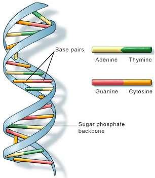 Структура на ДНК Нуклеинова киселина носител на генетичната информация