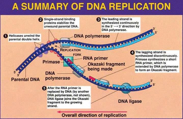ДНК репликация фундаментален процес при всички живи организми да