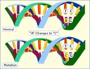 Мутации в ДНК промени в ДНК последователността на клетъчния геном