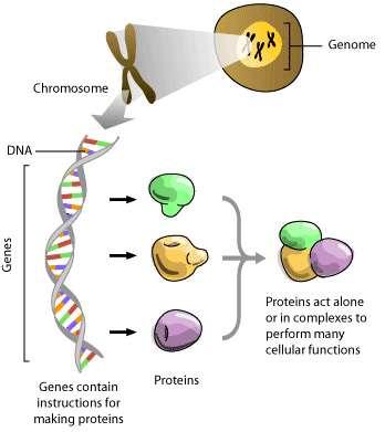 организъм част от ДНК, съдържаща както кодиращите последователности, които определят гените, така и некодираните такива, които