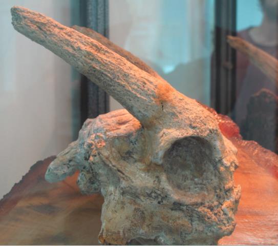 Представени са скелет на риба, части от крокодил с размер около 1 м, различни растителни отпечатъци и др.