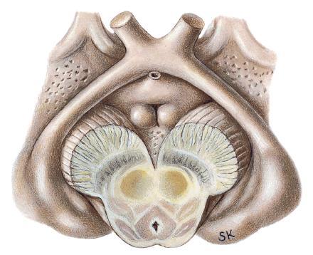 Анатомично описание Area preoptica Chiasma opticum