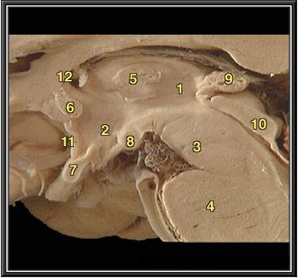 Граници Hypothalamus (2) Рострално Lamina terminalis (11), area preoptica Каудално Заден край на corpora mammillaria