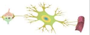 Нервна тъкан 2 1.Невроглия 2.Миелиногенеза 3.