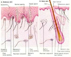 мембрани, в в мускулите и стената на органите перитрихални (палисадни) окончания на космените