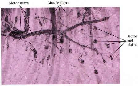 Ефекторни нервни окончания Невромускулен синапс моторна (крайна) плочка: структура: миелинов аксон