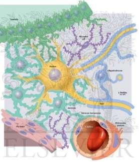 Невроглия Глиални клетки произход от спонгиобласти: централни макро- и микроглия (в