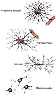 Астроцити: o o o o o най-многобройните глиални клетки в мозъка произход прогениторни клетки в ембрионалната
